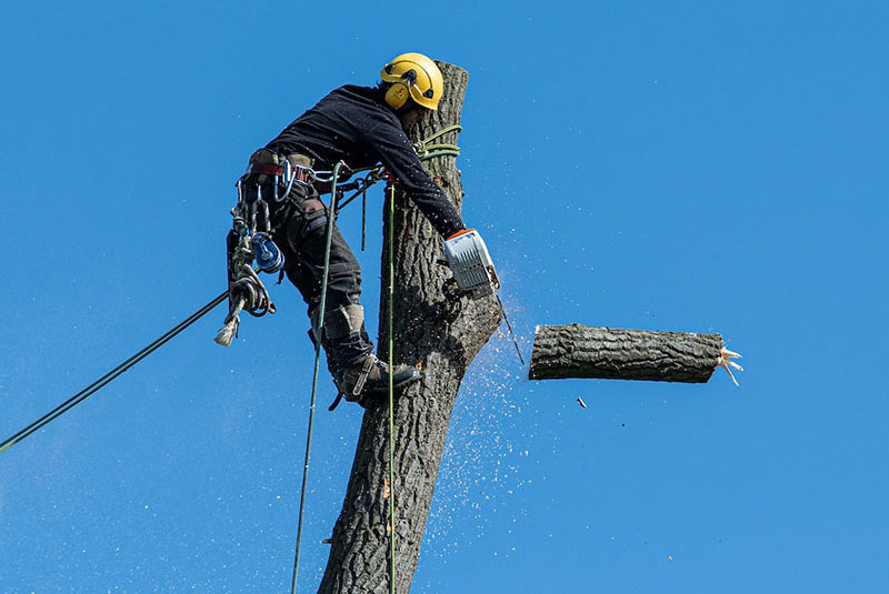 TREE CUTTING AND REMOVAL SERVICES IN TAUNTON MASSACHUSETTS